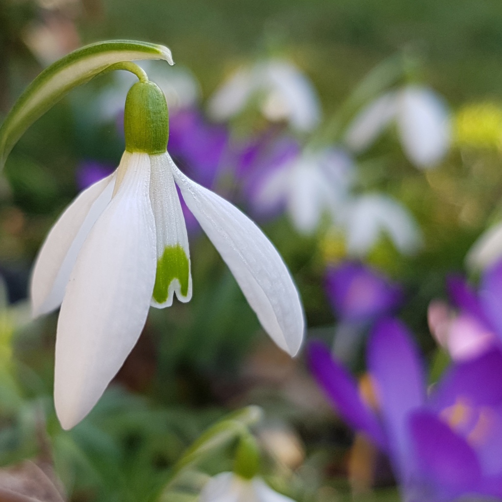 Нежный белый подснежник крупным планом 