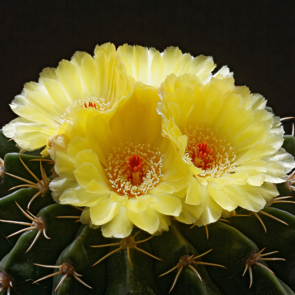 Нежные желтые цветы на зеленом колючем кактусе