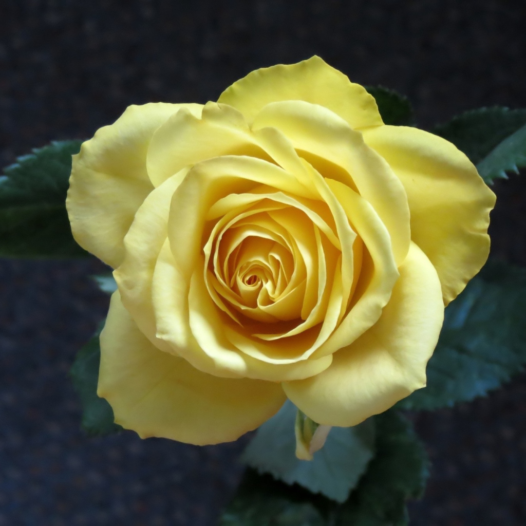 Нежная желтая роза вид сверху крупным планом