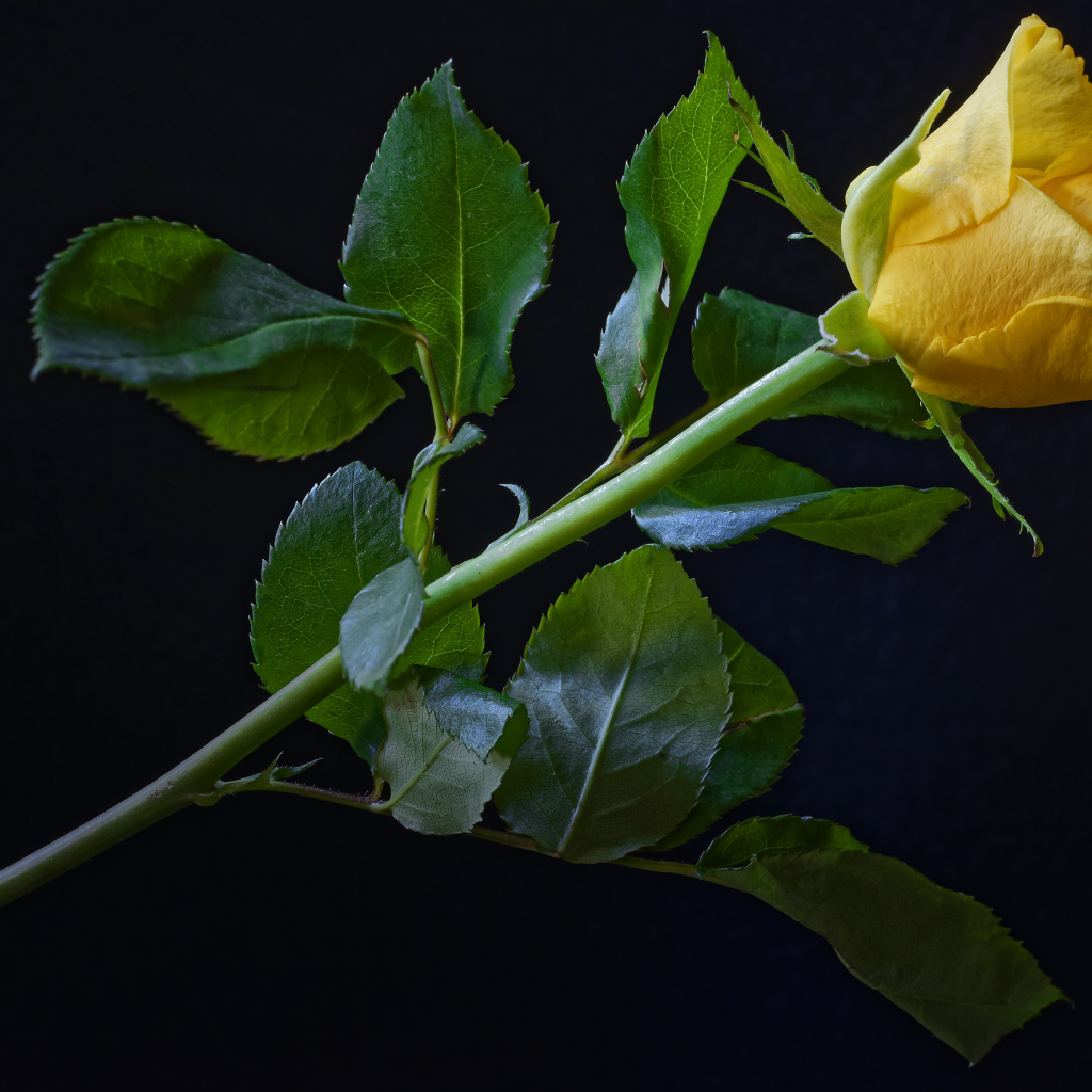 Нежная желтая роза с зелеными листьями на черном фоне
