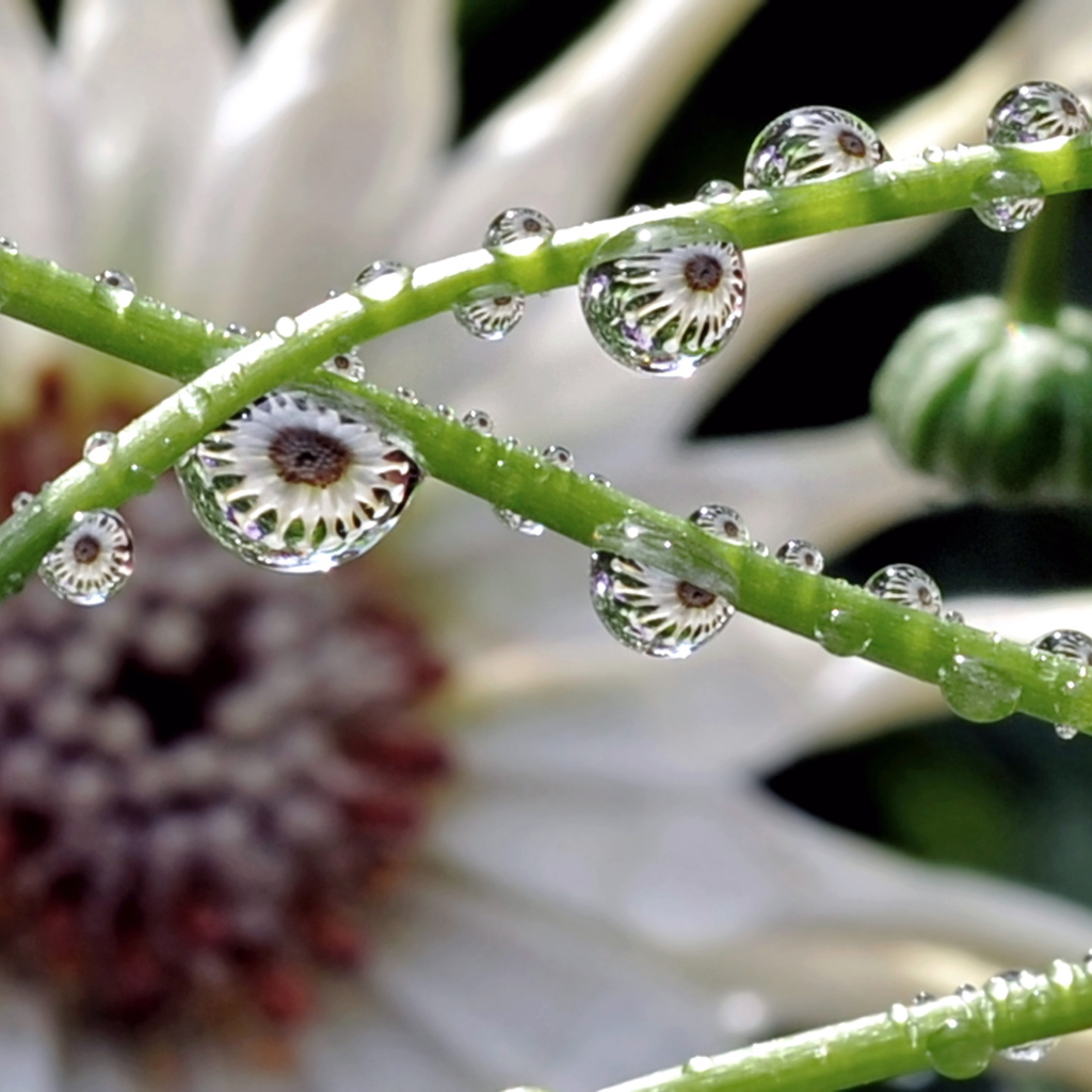 Капли на зеленых стеблях цветка