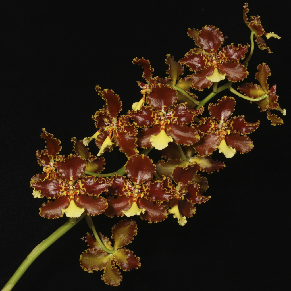 Экзотическая коричневая орхидея на черном фоне