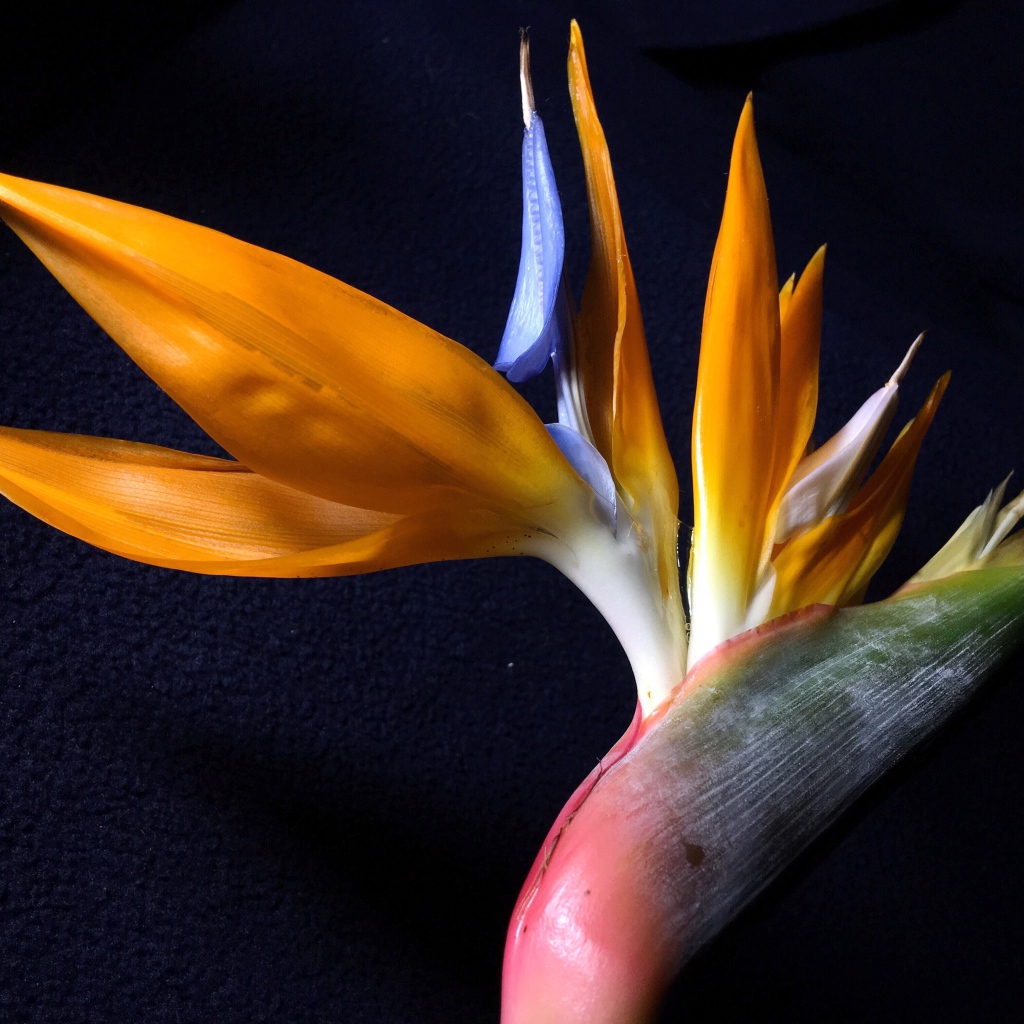 Экзотический цветок стрелиция на черном фоне