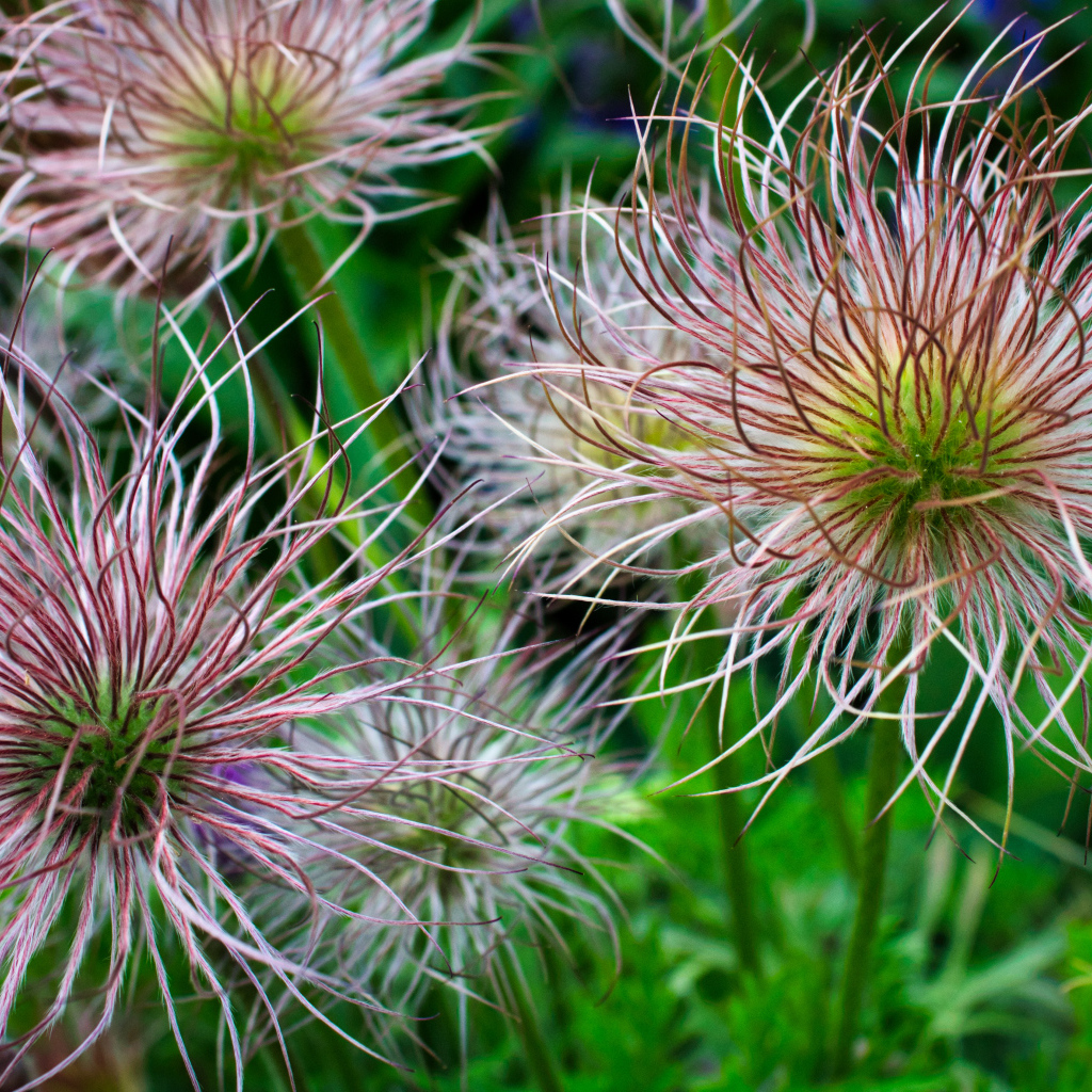 Необычные цветы на клумбе