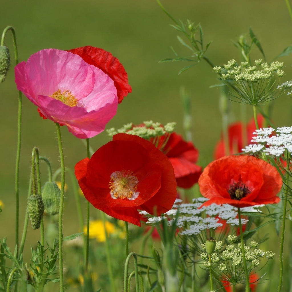 Полевые маки и кашка в поле