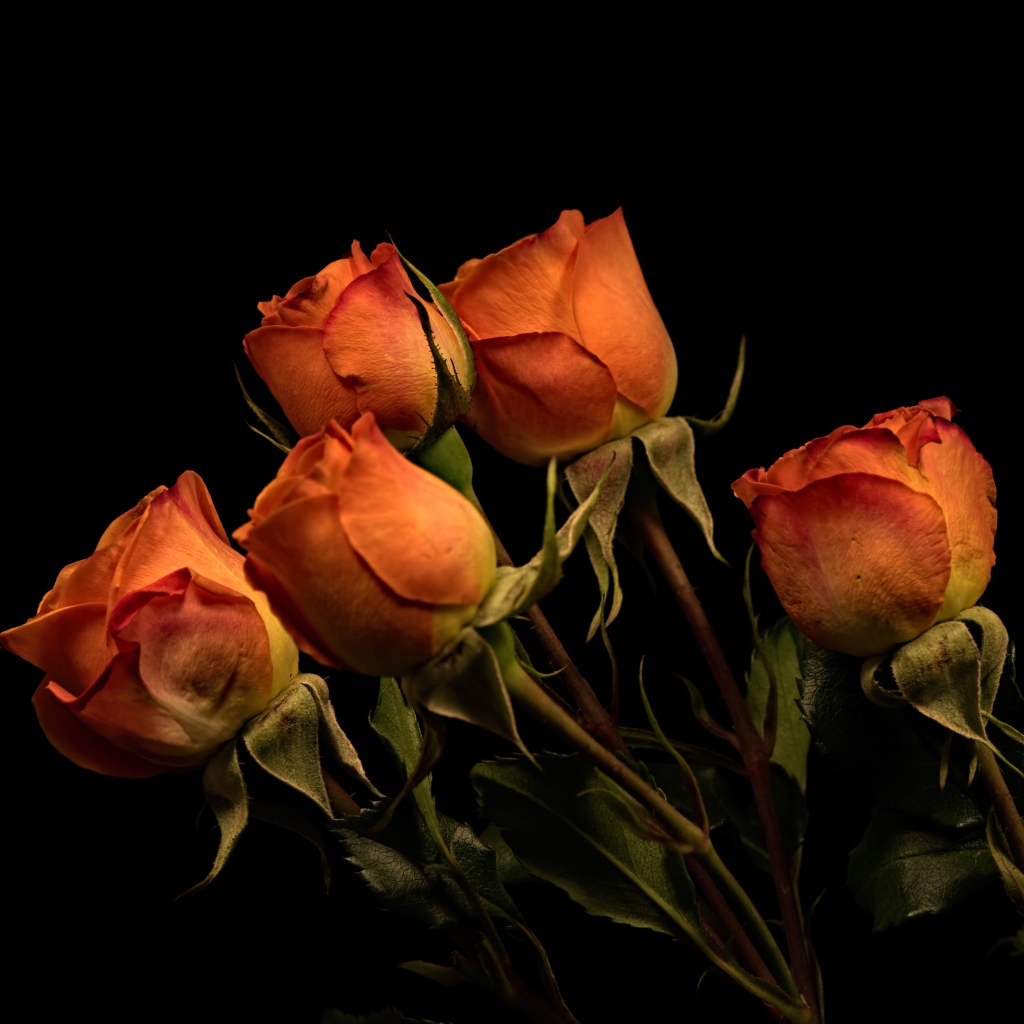 Пять оранжевых роз на черном фоне