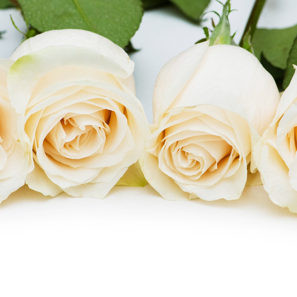 Четыре нежные белые розы на белом фоне