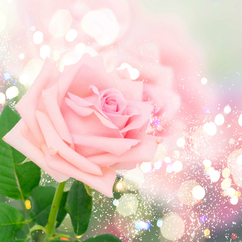 Ароматная розовая роза на ярком фоне с бликами