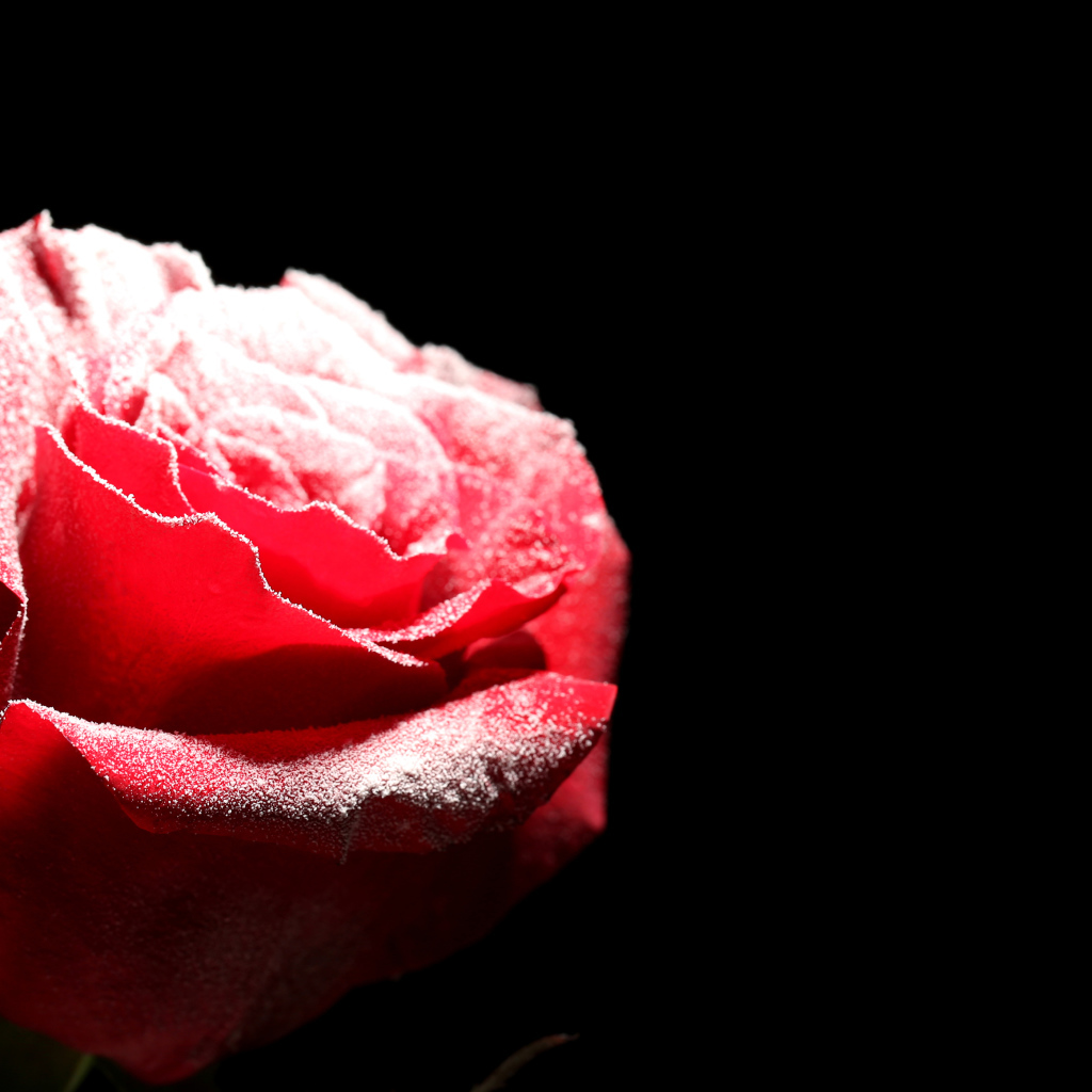 Покрытая инеем красная роза на черном фоне