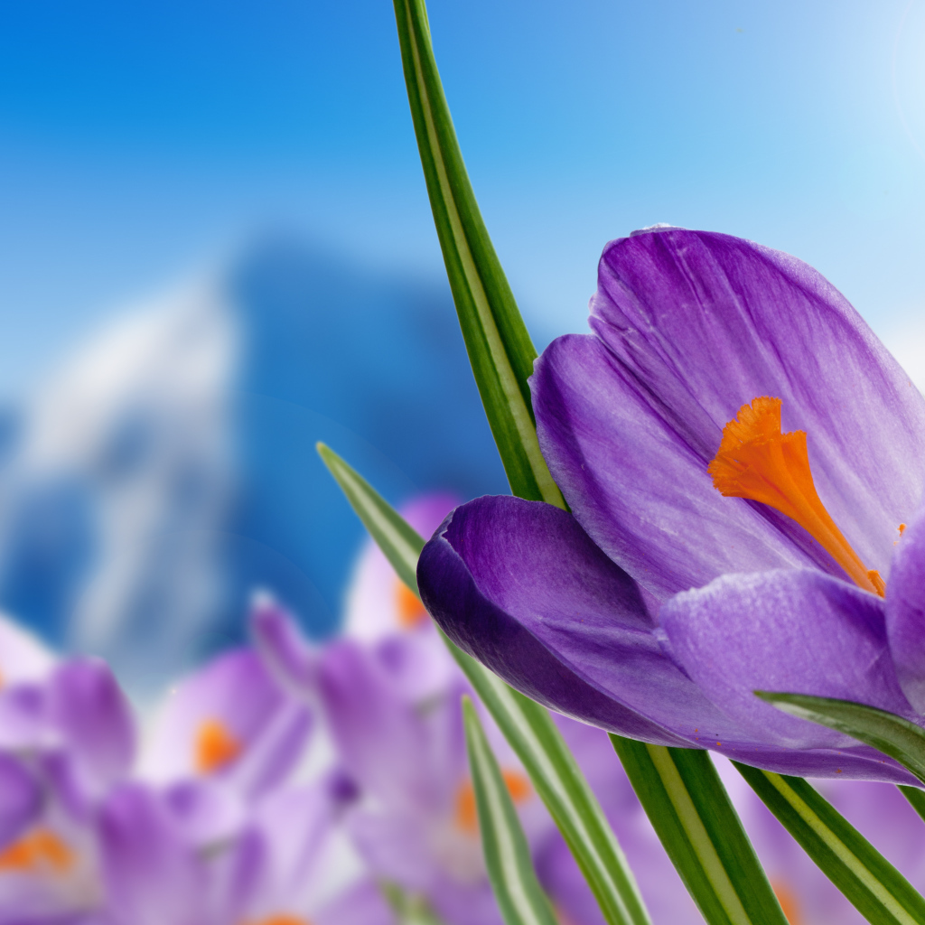 Нежный сиреневый альпийский крокус крупным планом