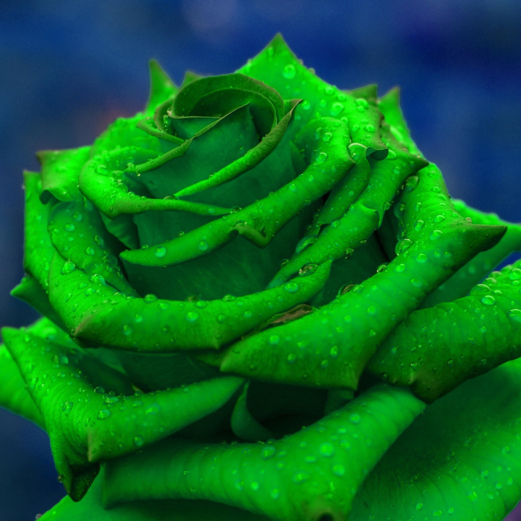 Зеленая роза  в каплях росы крупным планом