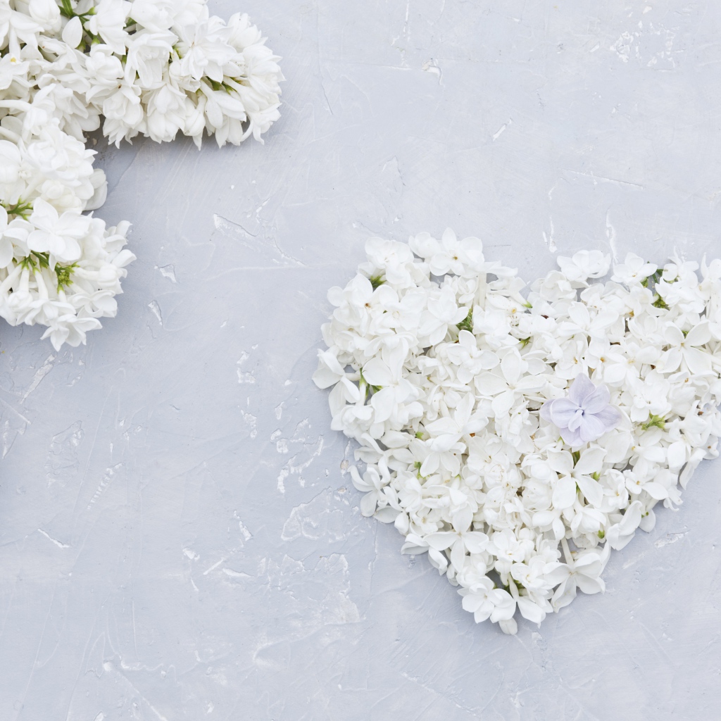Сердце из цветов белой сирени на сером фоне