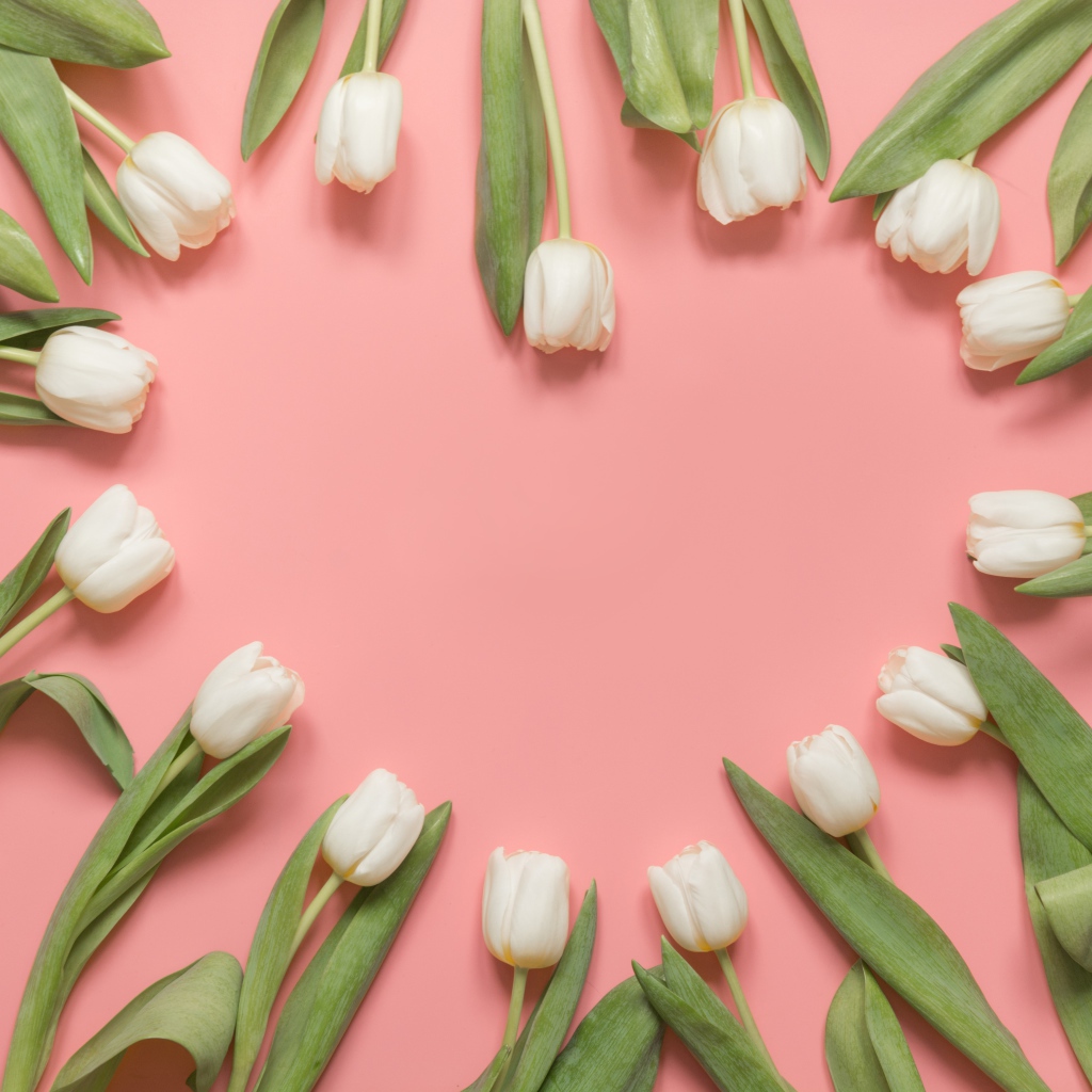 Сердце из белых тюльпанов на розовом фоне
