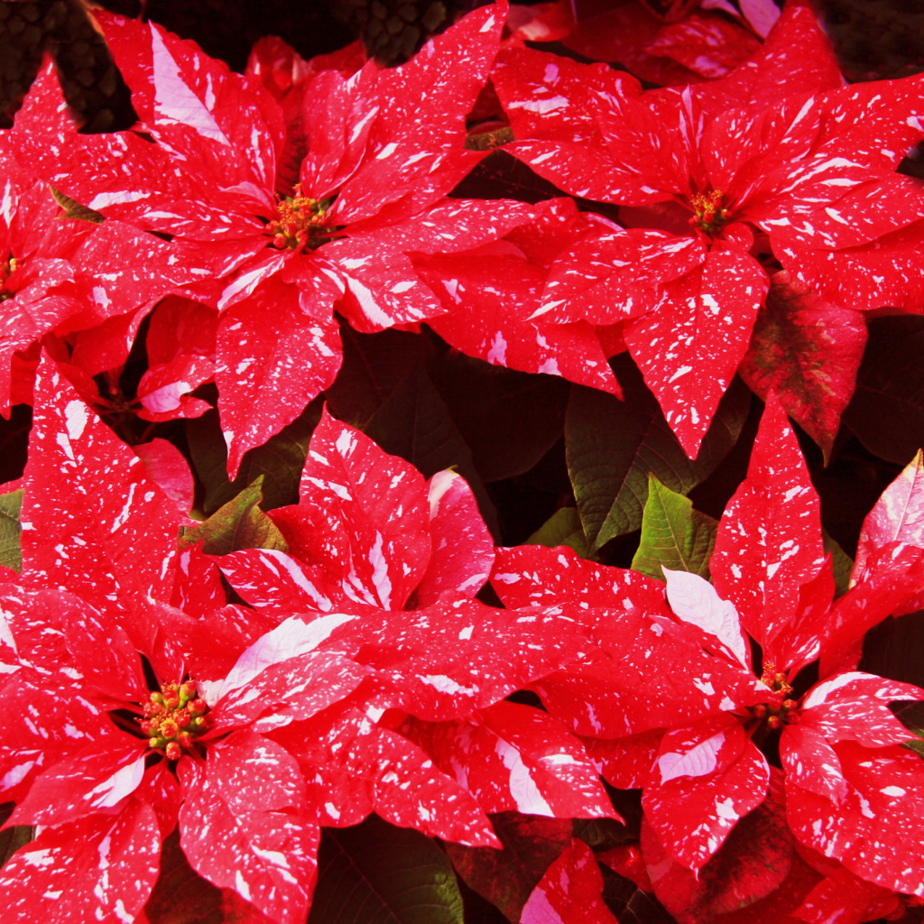 Комнатное растение молочай с красными листьями