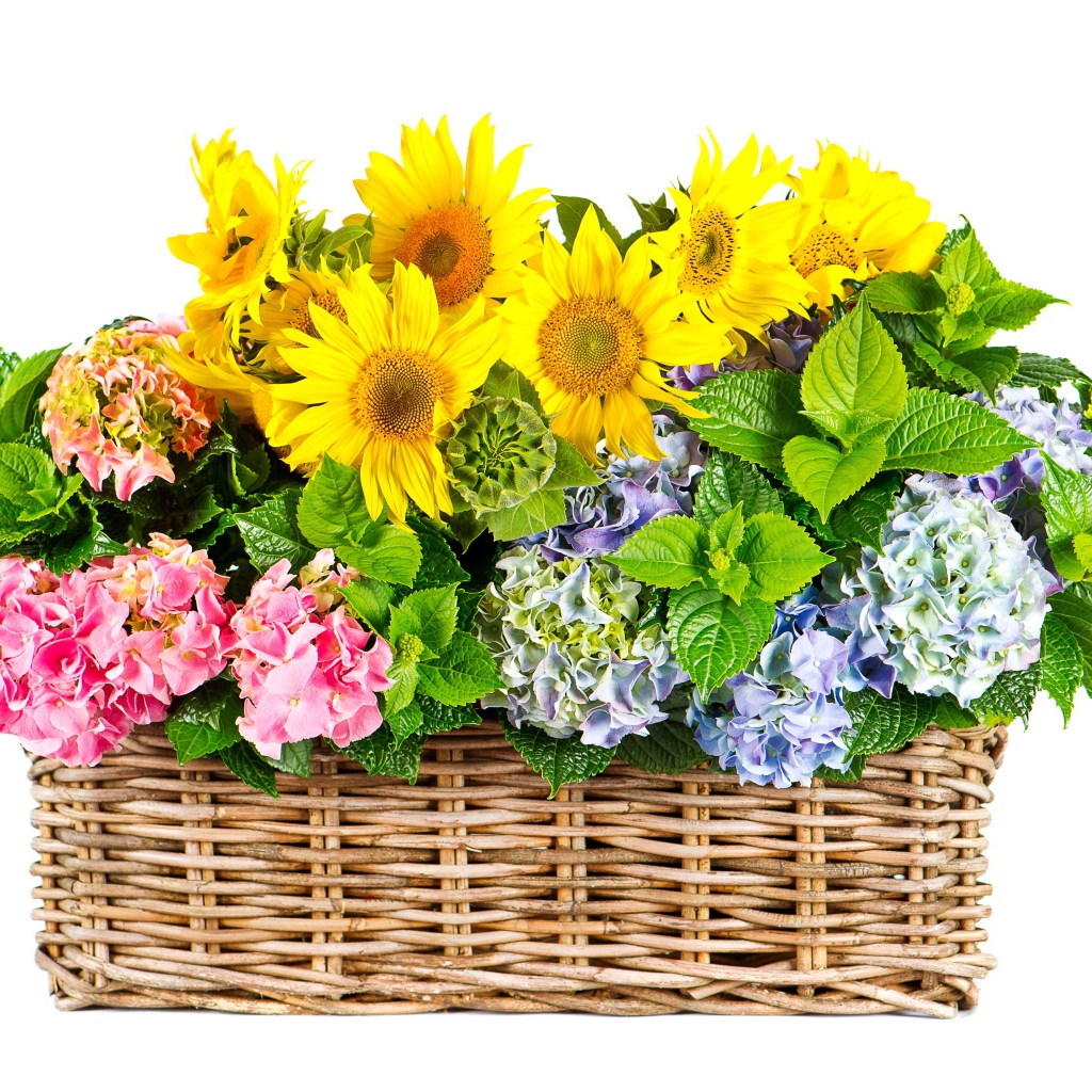 Гортензии с подсолнухами в плетеной корзине на белом фоне