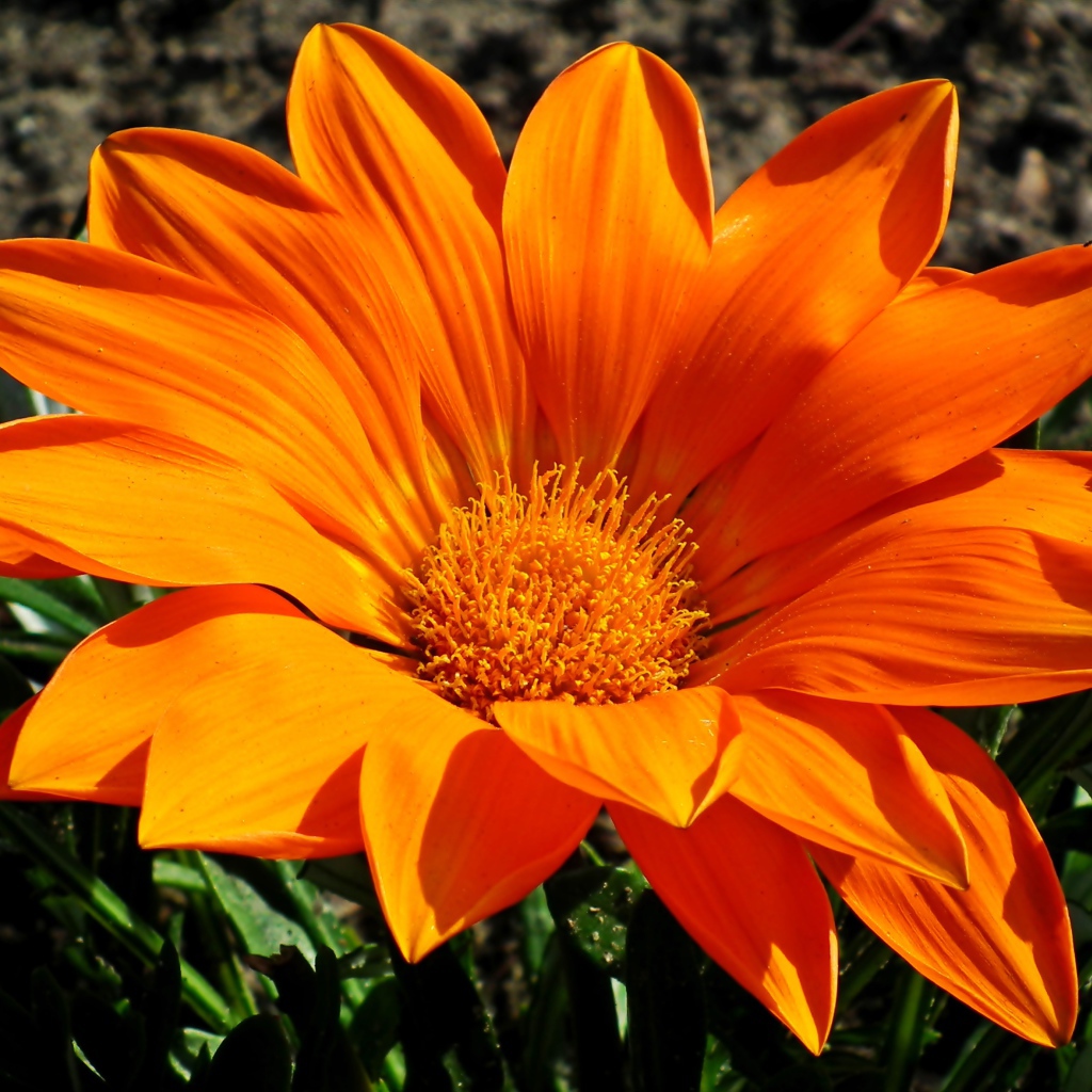 Большая оранжевая газания на клумбе