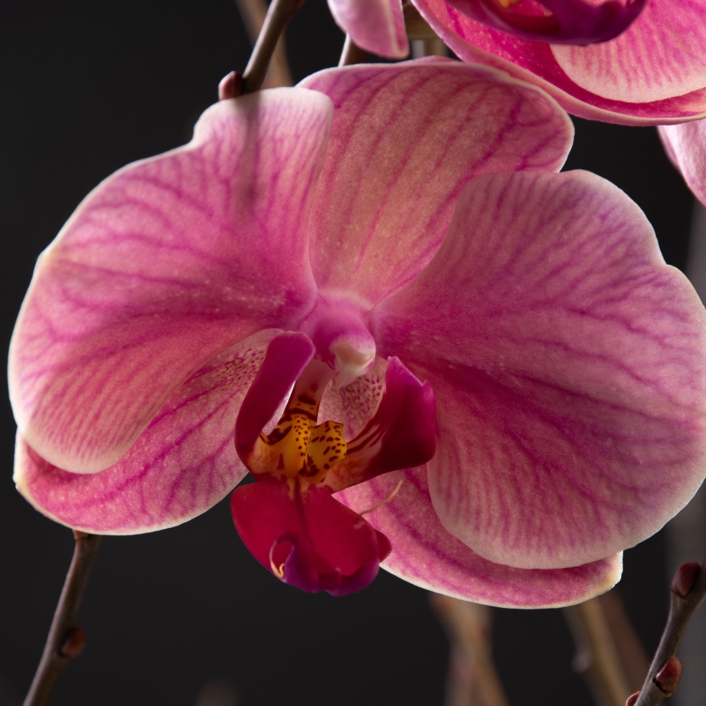 Большой розовый цветок орхидеи крупным планом