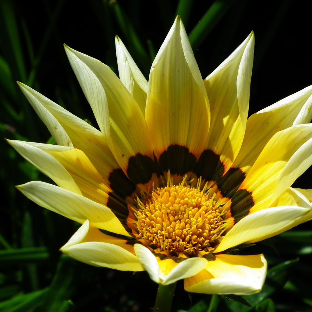 Крупная желтая газания на клумбе