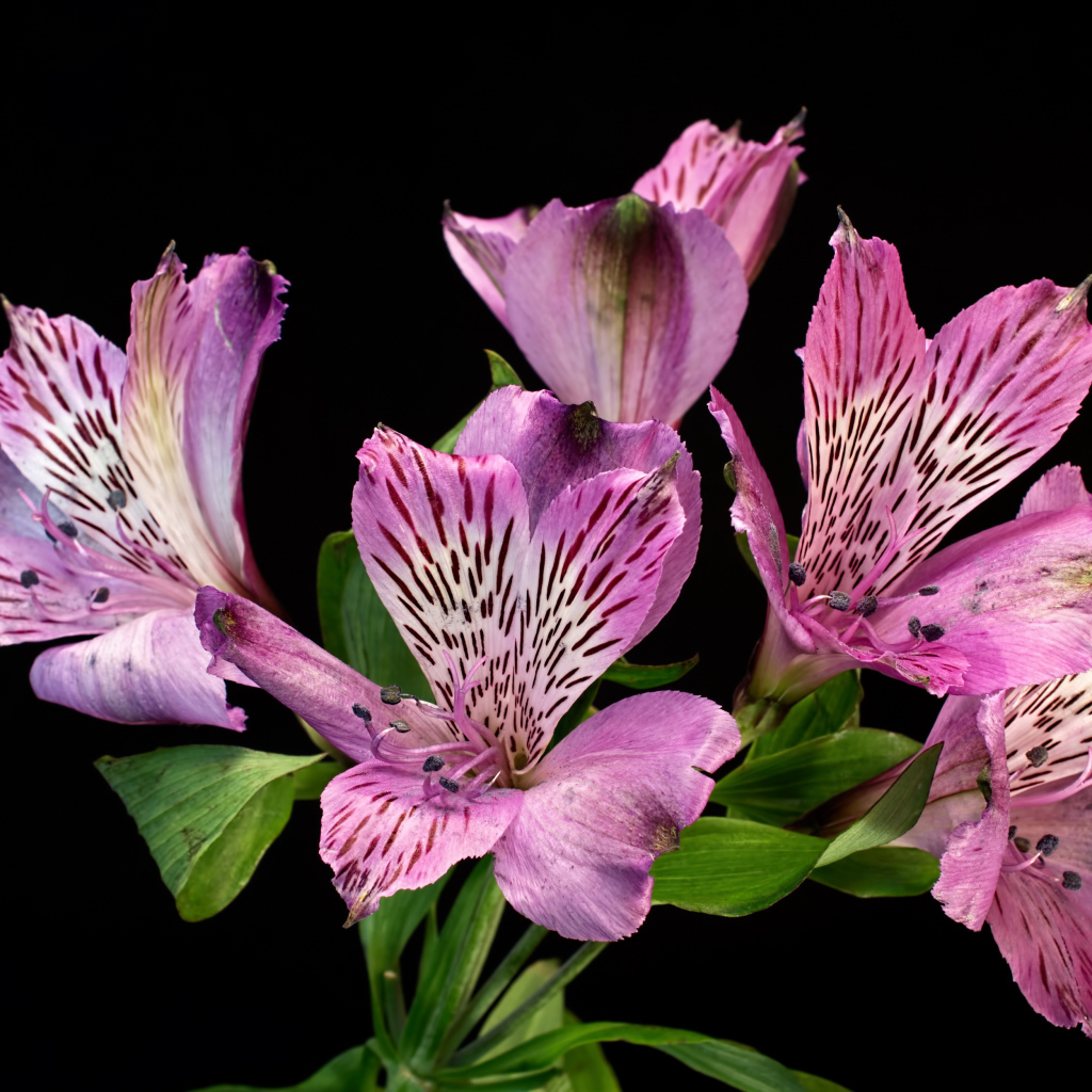 Сиреневые цветы альстромерия на черном фоне