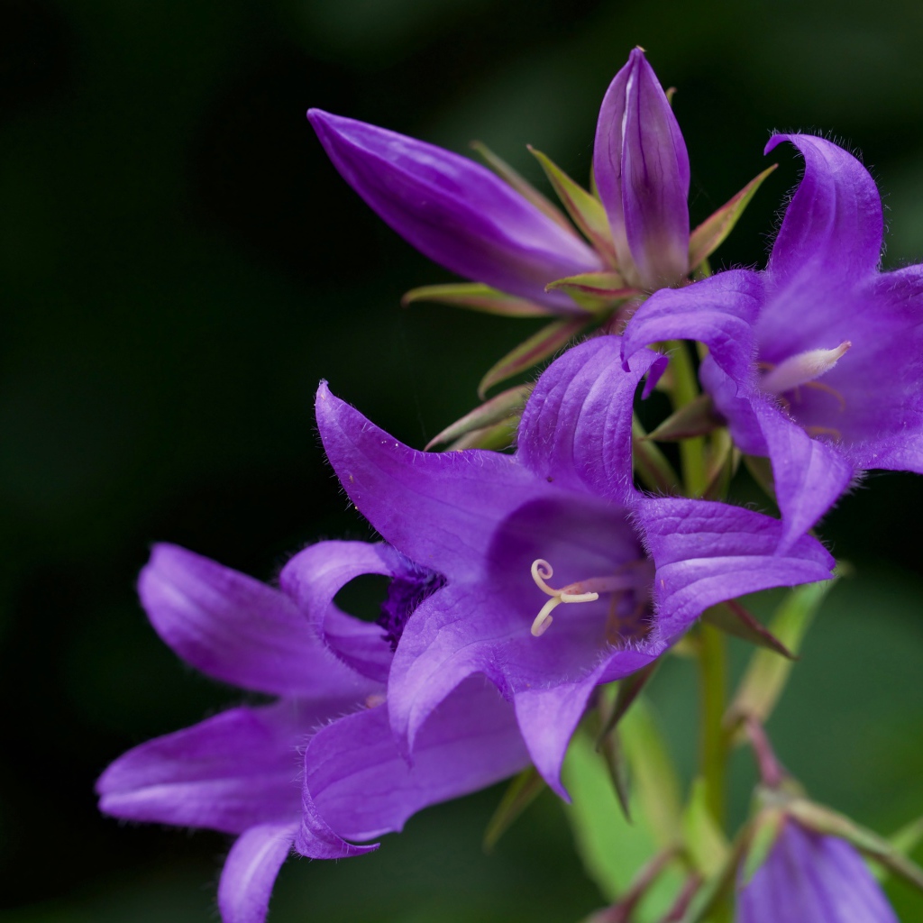 Сиреневые колокольчики крупным планом