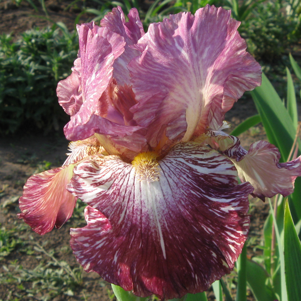 Сиреневый цветок ириса крупным планом