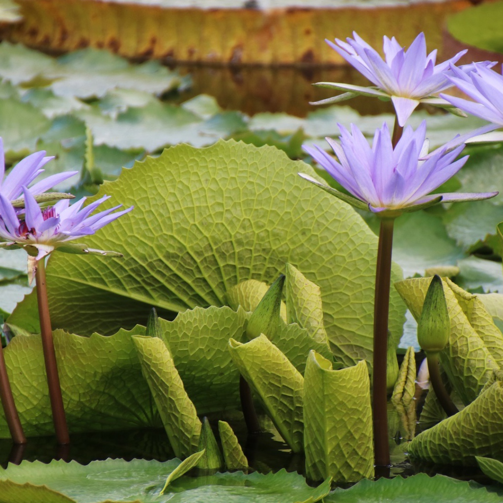 Сиреневые цветы лотоса в воде с большими зелеными листьями 
