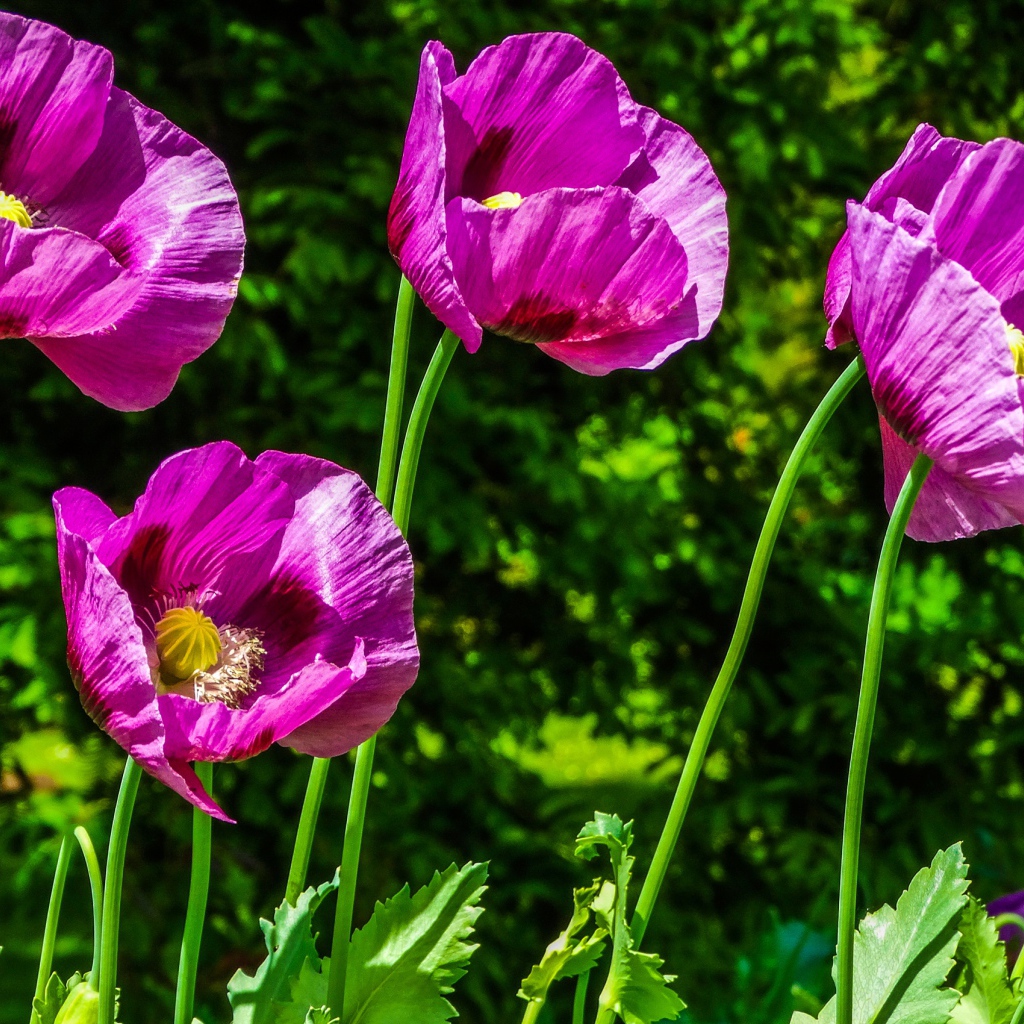 Сиреневые маки на поле в лучах солнца летом