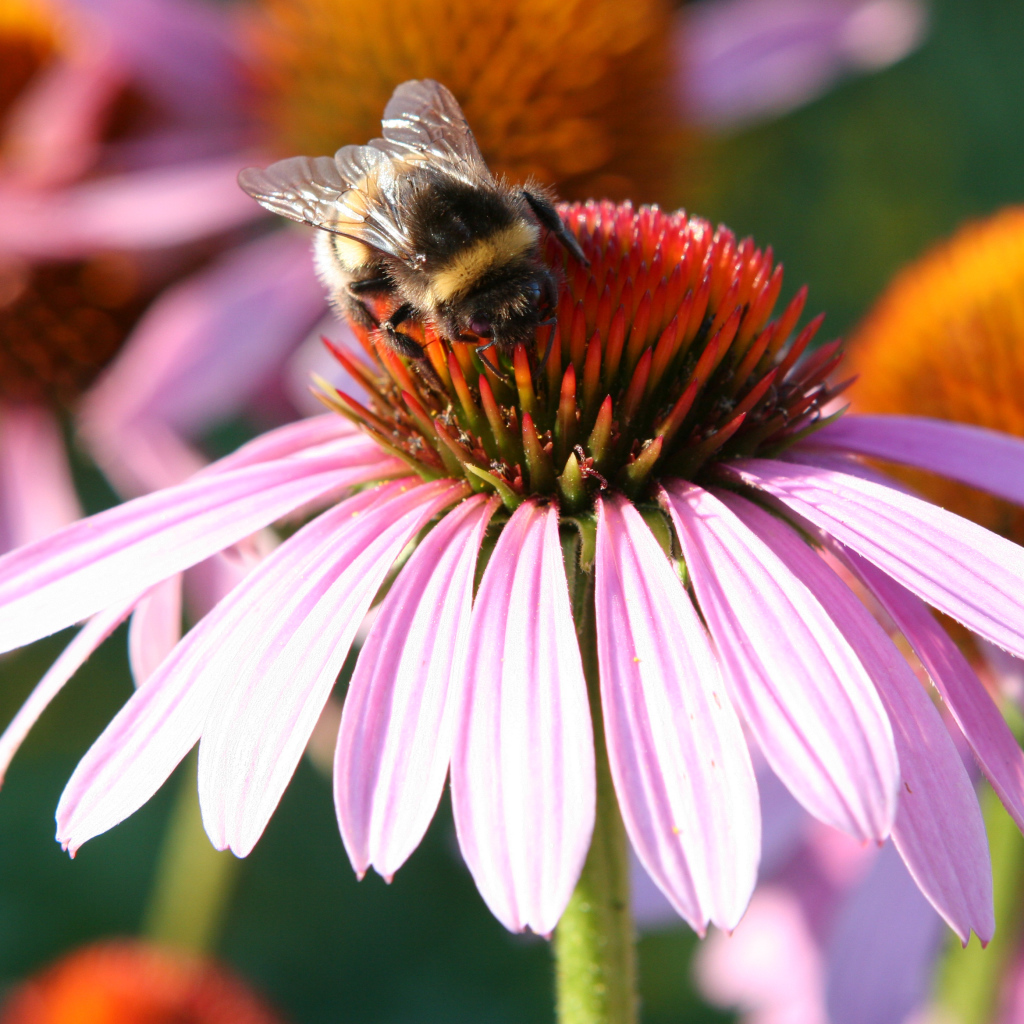 Маленькая пчела собирает нектар с цветка эхинацеи
