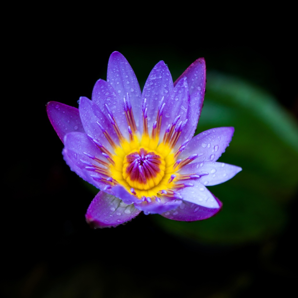 Маленькая фиолетовая водяная лилия крупным планом