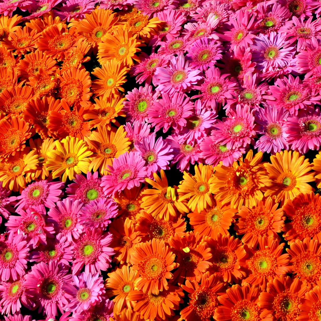 Много розовых и оранжевых гербер крупным планом