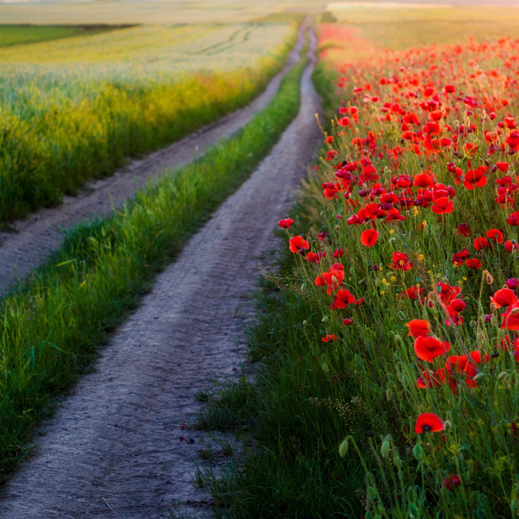 Много красных маков в поле у дороги