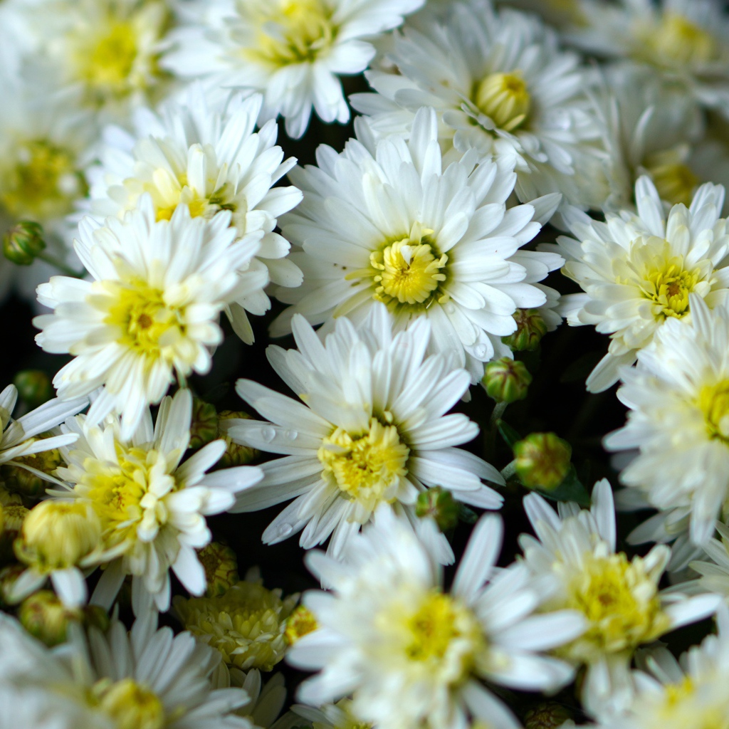 Много белых хризантем крупным планом