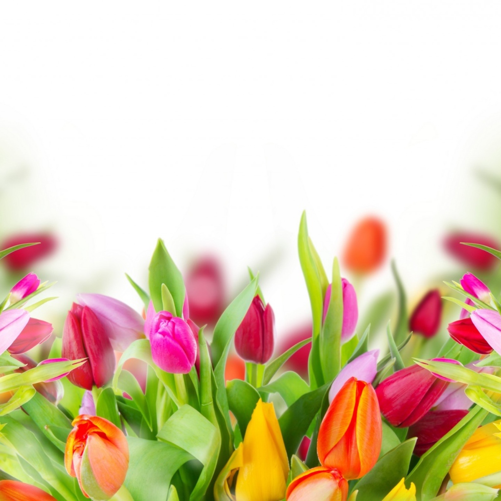 Много красивых разноцветных тюльпаном фон для открытки