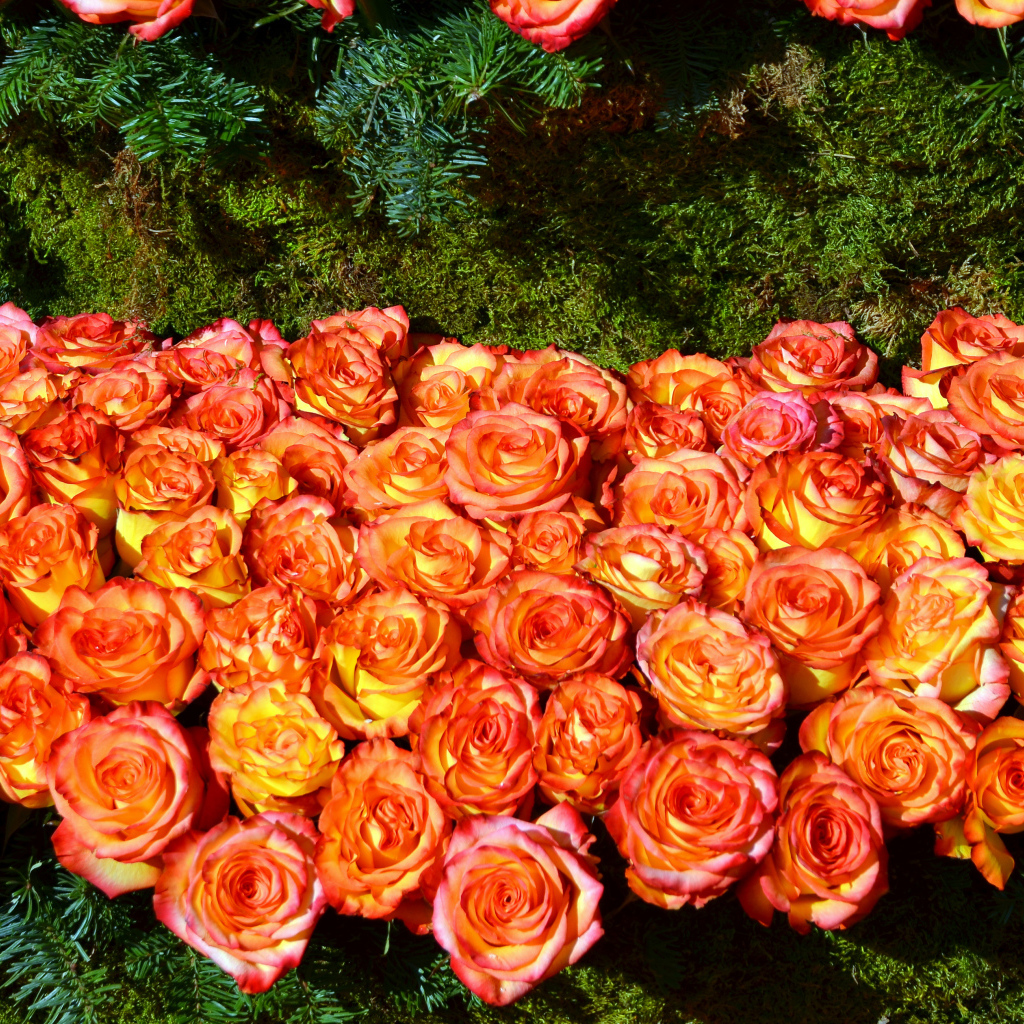 Много красивых оранжевых роз