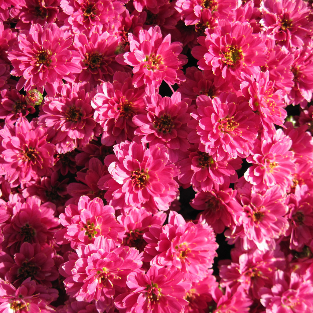 Много красивых нежных розовых хризантем крупным планом