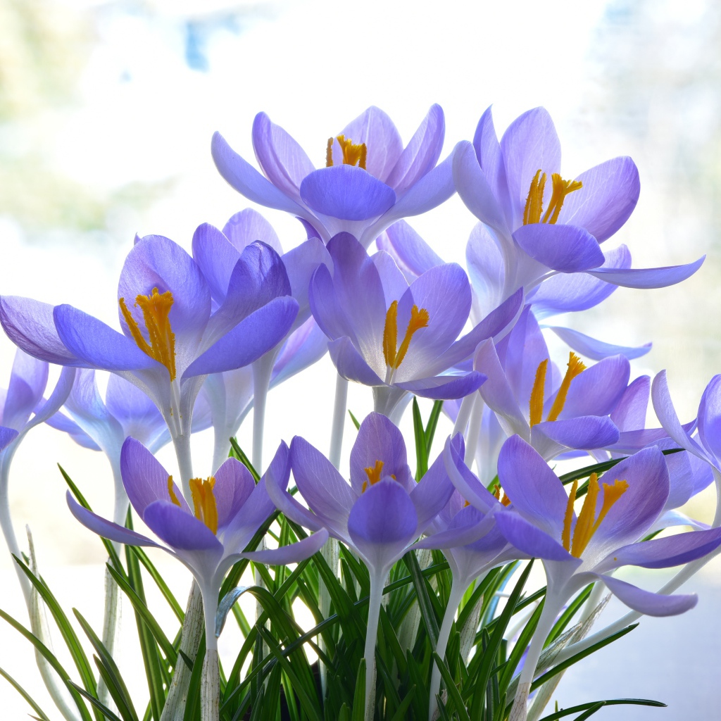 Много нежных сиреневых цветов крокуса 