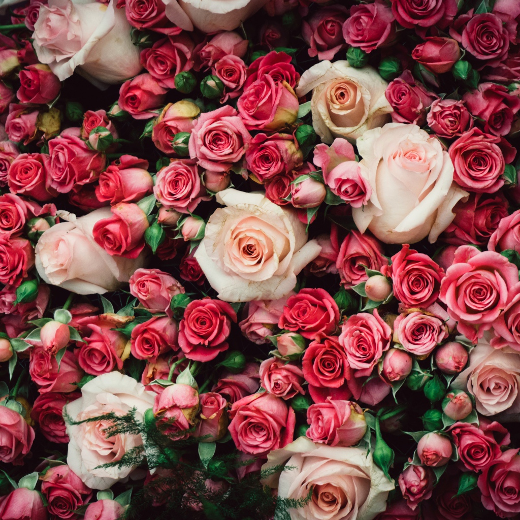 Много разноцветных роз крупным планом