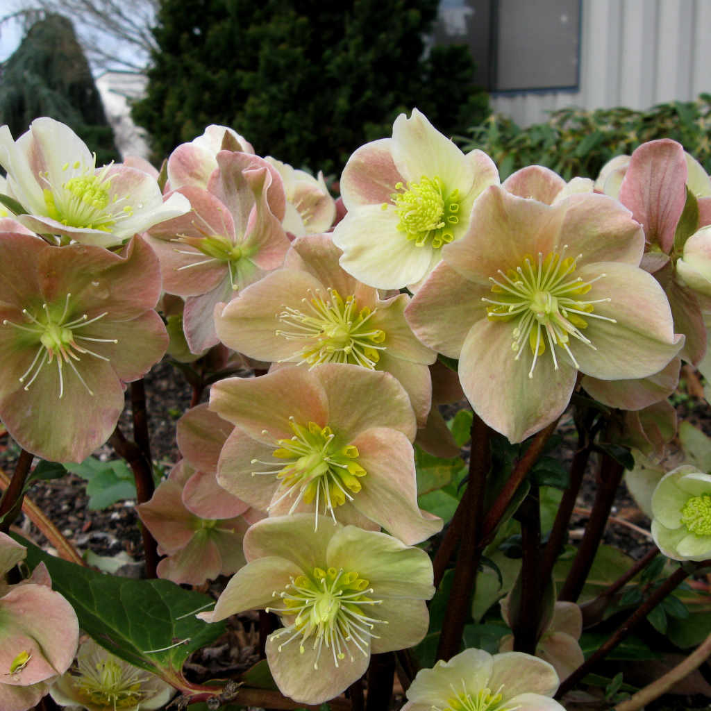 Много розовых цветов морозника крупным планом