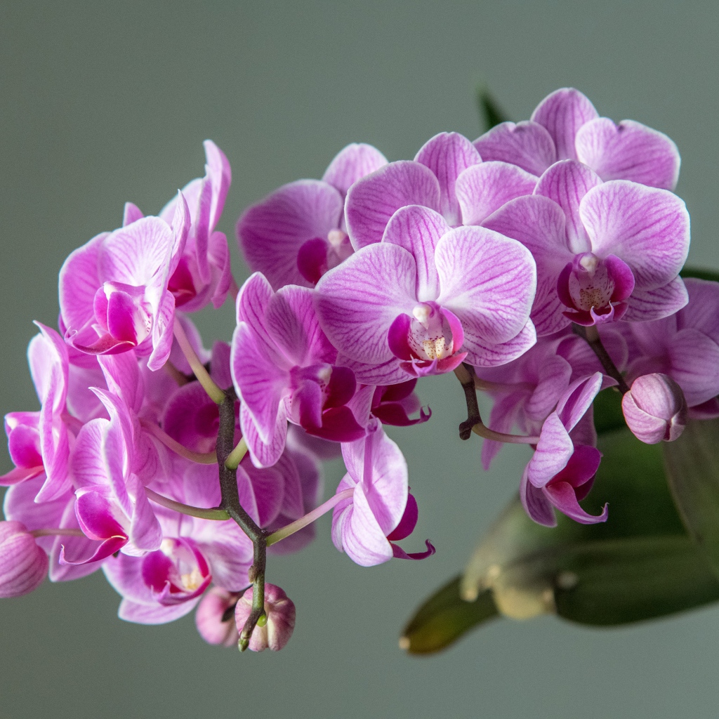 Много розовых цветов орхидеи на сером фоне