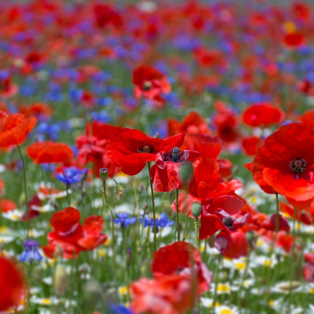 Много красных маков на поле летом