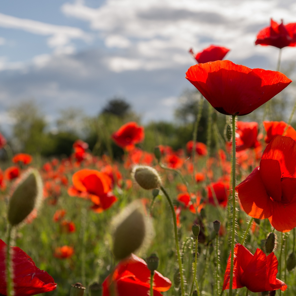Много красных маков на поле с бутонами