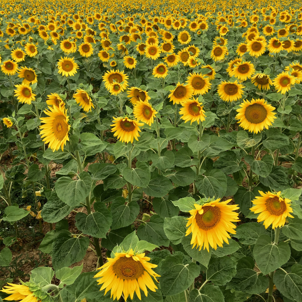 Много желтых цветущих подсолнухов на поле