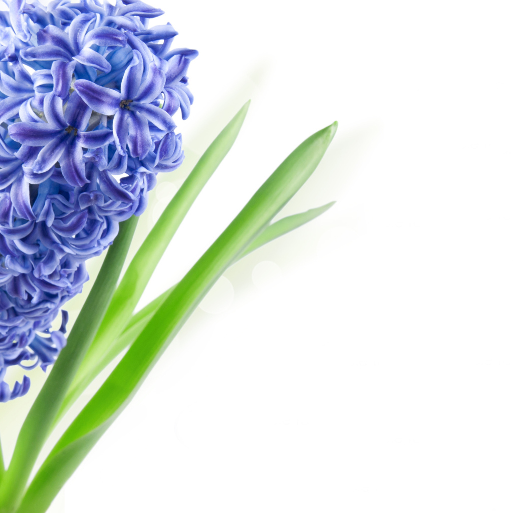 Один цветок голубого гиацинта на белом фоне