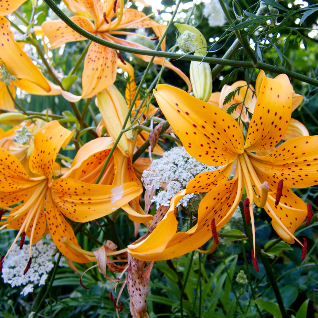 Оранжевые пятнистые тигровые лилии на клумбе