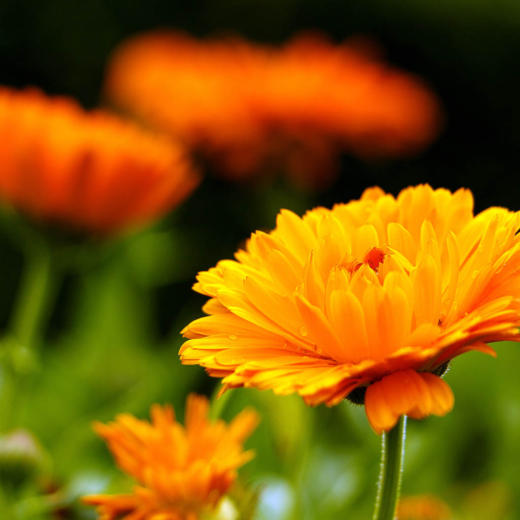 Оранжевый красивый цветок календулы крупным планом