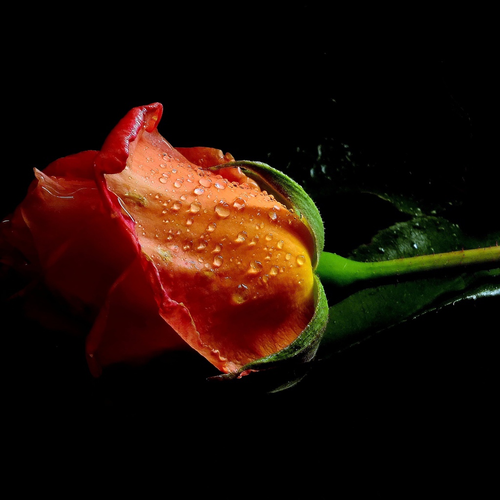 Оранжевая роза в каплях воды на черном фоне