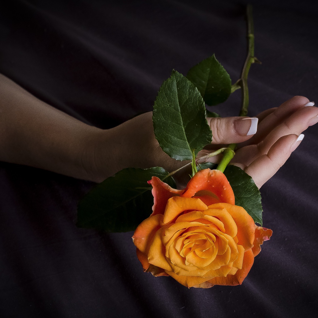 Оранжевая роза в руке у женщины 