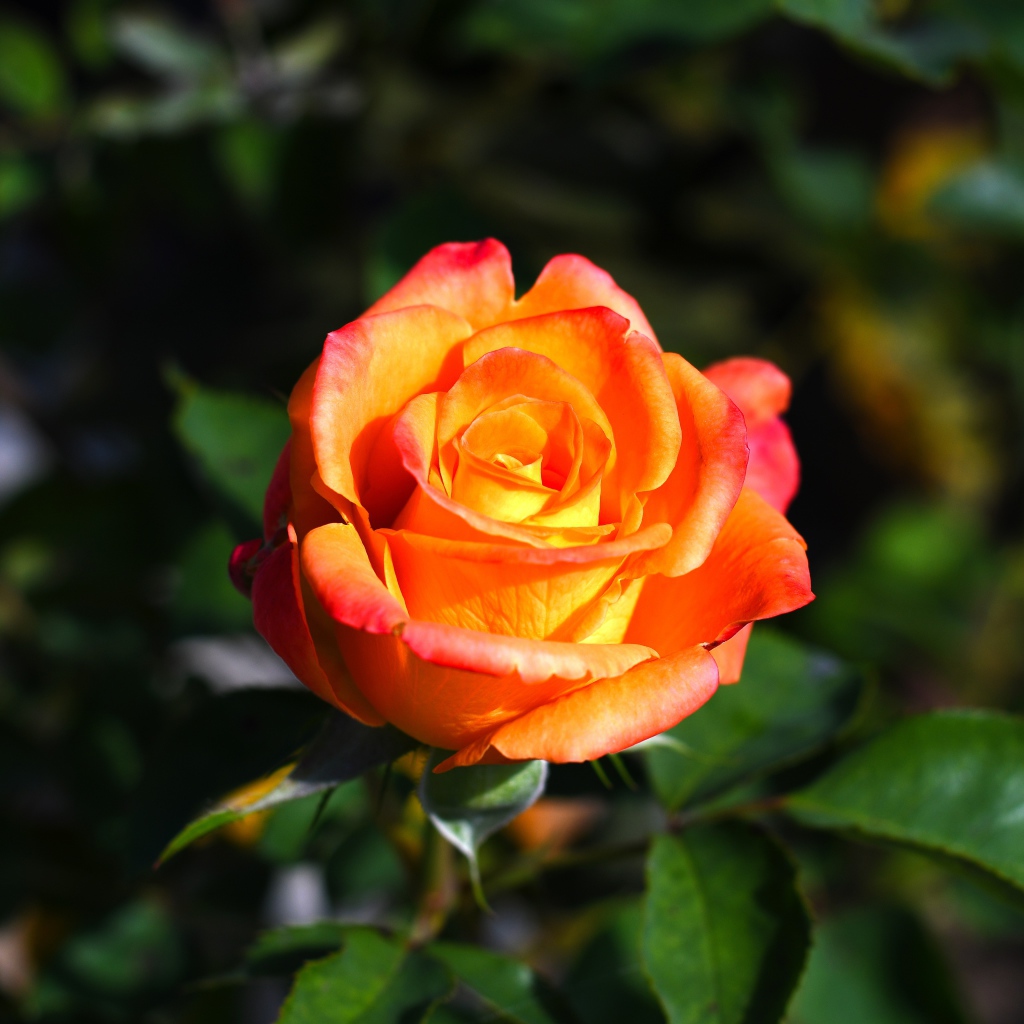 Оранжевая роза с зелеными листьями крупным планом