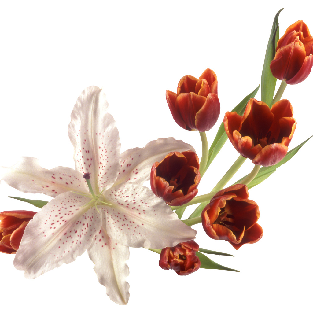 Оранжевые тюльпаны с лилией на белом фоне