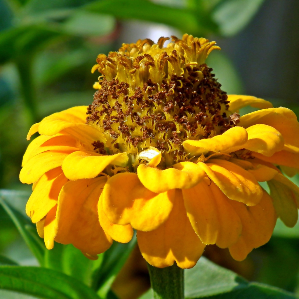 Оранжевый цветок цинии на клумбе